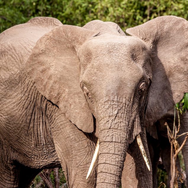 Tarangire National Park