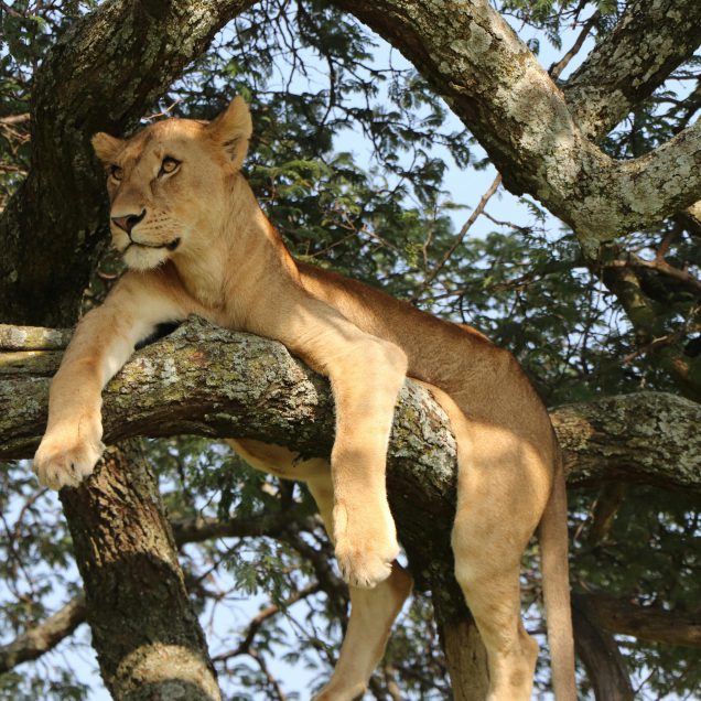 Manyara National Park