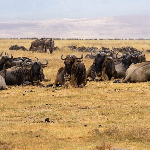 Serengeti National Park