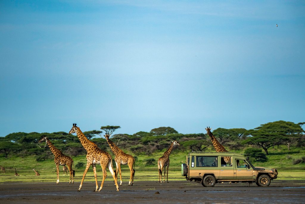 Safari with Local experts in Tanzania